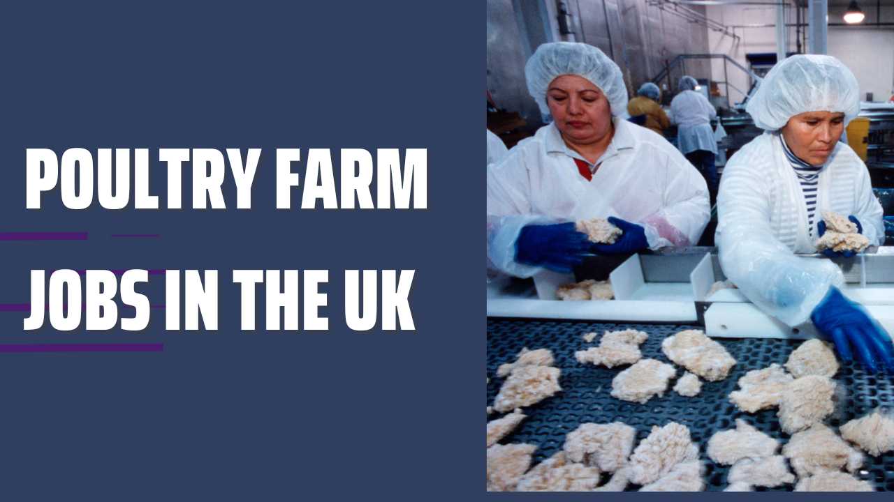Poultry Farm Jobs in the UK