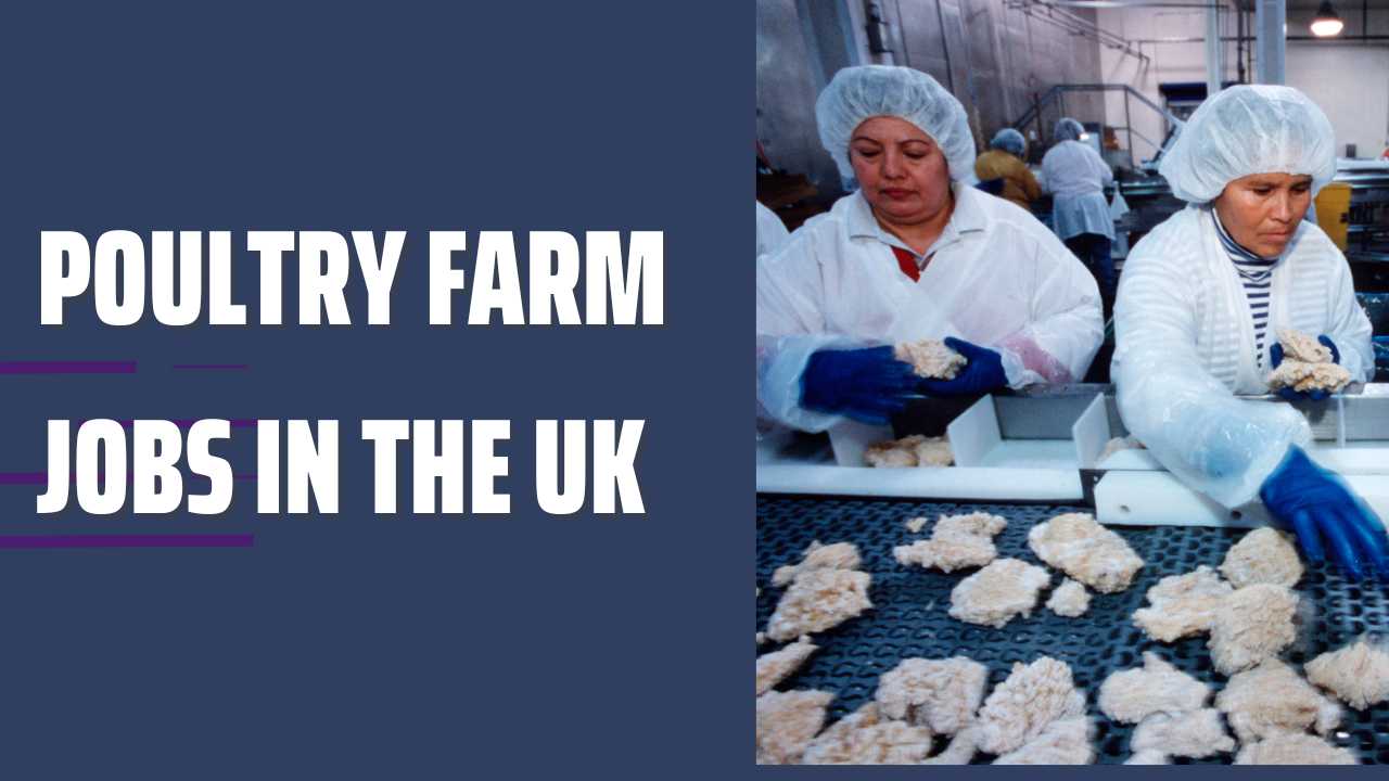 Poultry Farm Jobs In The UK With Free Visa Sponsorship WLC